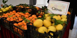 ايام تحسيسية لفائدة فلاحي العاصمة حول حماية الأشجار ومكافحة آفاتها