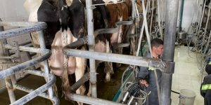 عزالدين تامني: الجزائر بحاجة لمليوني رأس بقر لتحقيق الإكتفاء الذاتي من مادة الحليب