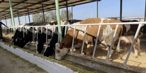 تأمينات فلاحية: الجزائرية للتأمينات تطلق خدمتين جديدتين لمرافقة مربي الأبقار