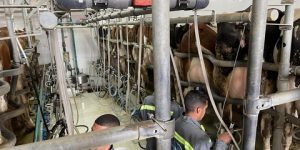  شعبة تربية المواشي وإنتاج الحليب بتيزي وزو تنتعش