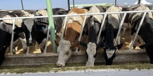 أم البواقي: تلقيح 85 بالمائة من إجمالي رؤوس الأبقار ضد الحمى القلاعية