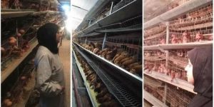 خديجة شعبان.. نموذج لإصرار امرأة مقاولة