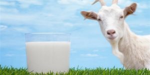 صحتنا في غذائنا.. ماذا يحدث لجسمك عند شرب حليب الماعز؟