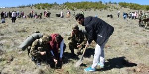الجيش يشارك في عملية التشجير بعدة ولايات عبر الوطن