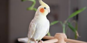 سنريهم آياتنا في الآفاق.. بديع خلق الله