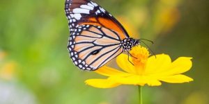 سنريهم آياتنا في الآفاق.. أجمل الحشرات