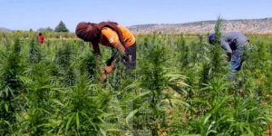 المغرب يستعين بشركة صهيونية لتصنيع ومضاعفة انتاج مخدر القنب الهندي
