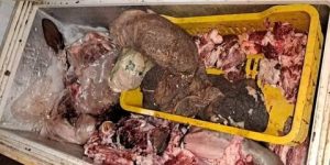 إتلاف قرابة 700 كلغ من أحشاء الأبقار بالحراش 