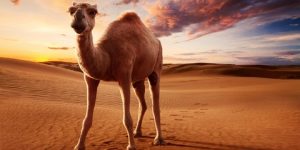 سنريهم آياتنا في الآفاق.. من أسرار الإبل