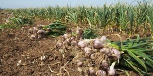 توقع إنتاج 71. مليون قنطار من الثوم بميلة