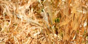 أزيد من 700 ألف قنطار من الحبوب منتظرة بولاية المنيعة