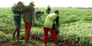 توقع إنتاج ما يفوق 43 ألف قنطار من البصل  بالنعامة