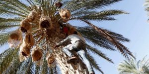 يؤسس لتراث ثقافي وشعبي توارثته الأجيال.. الاحتفاء بنخيل التمر في الجزائر مستمر عبر العصور