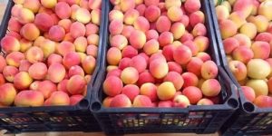 مستغانم .. توقع جني أزيد من نصف مليون قنطار من الفواكه