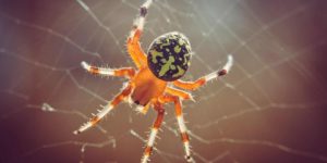 سنريهم آياتنا في الآفاق… وَإِنَّ أَوْهَنَ الْبُيُوتِ لَبَيْتُ الْعَنْكَبُوتِ