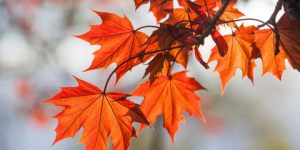 النبات … عنصر الحياة