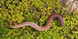 سنريهم آياتنا في الآفاق.. من فوائد الدود