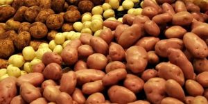 مستغانم تحتضن “عيد البطاطس” يومي الأربعاء والخميس