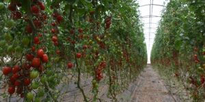 مستغانم.. ترقب إنتاج نصف مليون قنطار من الطماطم الموسمية