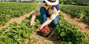 عمارة الأرض واجب إنساني 