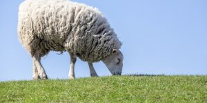   آداب ذبح الأضحية