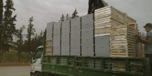 توزيع أكثر من 1600 خلية نحل لفائدة 162 مربي عين الدفلى