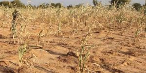 جدولة ديون منتجي الحبوب المتضررين من الجفاف والأمطار الطوفانية