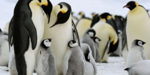 سنريهم آياتنا في الآفاق.. غريزة الغيرة عند الحيوانات