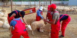 إقبال معتبر للمواطنين لاقتناء أضاحي العيد بأسعار معقولة من نقطة بيع “ألفيار” بالعاصمة