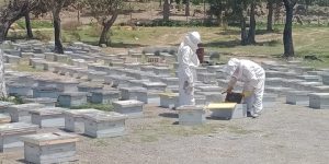 الطارف.. تسليم 400 خلية نحل للمتضررين من الحرائق