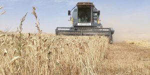 البيض.. توقع إنتاج أزيد من 61 ألف قنطار من الحبوب