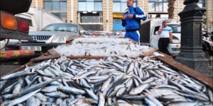 عقوبات لباعة منتجات الصيد البحري على الأرصفة و الطرقات بالدرارية