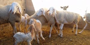 ذبح النعاج.. يهدد رؤوس الماشية ويثير حفيظة الدولة