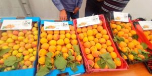 تراجع كبير في إنتاج المشمش بباتنة