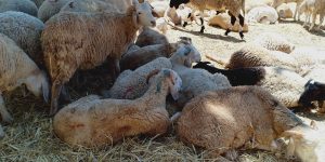 فلاحة: التحضير لإطلاق مخطط وطني لحماية وتنمية الثروة الحيوانية