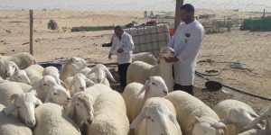 الجلفة: تلقيح أزيد من 100 ألف رأس من المواشي ضد الحمى القلاعية