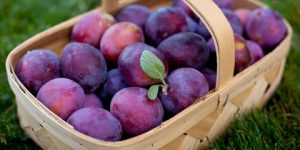 صحتنا في غذائنا.. فوائد البرقوق للصحة