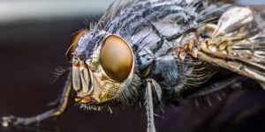 سنريهم آياتنا في الآفاق.. عالم الحشرات