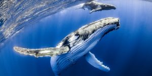 سنريهم آياتنا في الآفاق.. الإعجاز في نوم الحيوانات