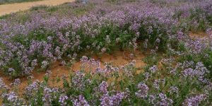 وهران.. نجاح زراعة الخزامى ببلدية عين الكرمة لمكافحة التصحر