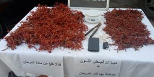 حجز 40 كلغ من المرجان الخام بمنطقة سيدي سالم بعنابة