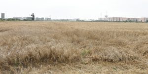 6 الاف منتج حبوب متضرر من تقلبات الطقس يستفيد من تدابير استثنائية بتبسة