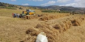 ميلة..  الشروع في تعويض 25 منتجا للحبوب والبقول الجافة