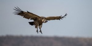 أدرار..  استرجاع نسر من سلالة نادرة كان معروضا للبيع