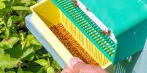 صحتنا في غذائنا.. ما سر غلاء أسعار “غذاء” ملكات النحل؟