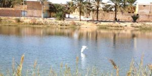 جانت..  إحصاء نحو 320 طائر معشش في المناطق الرطبة بالولاية