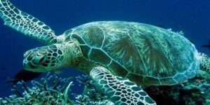 في ظاهرة نادرة الحدوث.. توثيق أول عملية تفقيس لسلحفاة “كاريتا” البحرية بجيجل