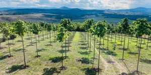 زراعة شجرة الباولونيا عبر 3 ولايات بدءاً من أكتوبر المقبل