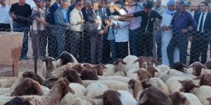 هني: إعادة الإحصاء العام للمواشي بداية من أكتوبر لتمكين الموالين من الأعلاف بأسعار مدعمة