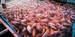 وهران.. نجار كبير لمشاريع تربية سمك البلطي الأحمر